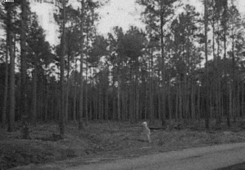 The full uncropped "Alaska alien" photograph: a small pale upright figure stands beside a road in front of a stand of tall thin pines. This wider frame, with its road and southern-looking woodland, is the version most reposts crop away, and it is central to the dispute over the picture's claimed remote-Alaska origin. The image is a scan of a black and white print supplied anonymously; no negative or original print has ever been produced.