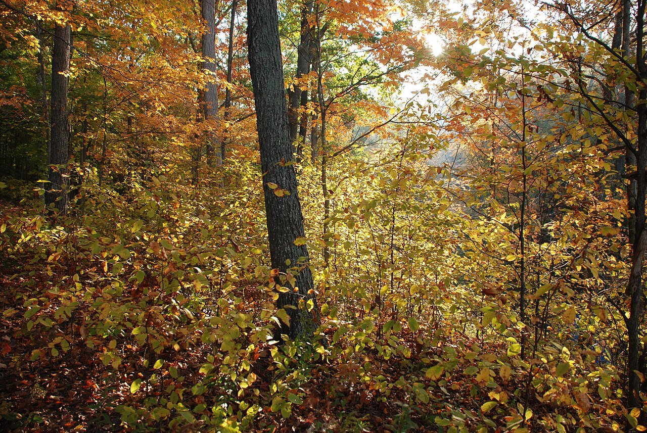 No photograph captures the 1983 Copley Woods encounter. This is oak woodland in the Hoosier National Forest, the type of wooded Indiana setting near Indianapolis where Debbie Jordan reported it.