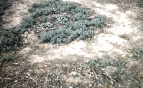 Daylight photograph of the actual landing trace at the Johnson farm near Delphos, Kansas: the roughly eight-foot ring of pale, dried, water-repellent soil left where the object hovered on 2 November 1971. This is a real photograph of the physical trace, not a recreation. The case's most famous image is a separate nighttime Polaroid that Erma Johnson took without a flash about ten minutes after the event, showing the ring glowing in the dark.