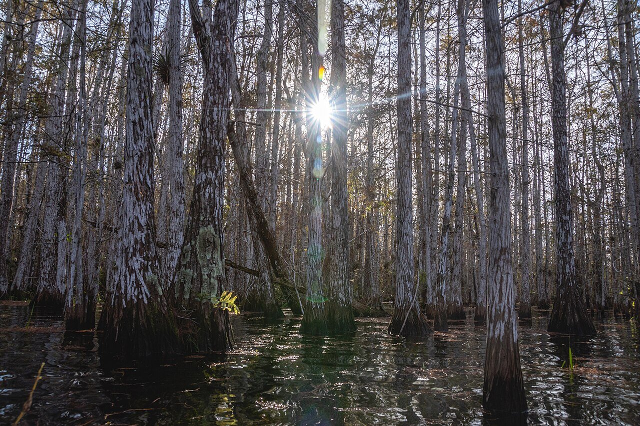 A cypress swamp in the Florida Everglades, the kind of wetland east of Fort Myers where James Flynn was hunting when he met the object. No photograph of the craft exists, so this is a locator of the terrain.