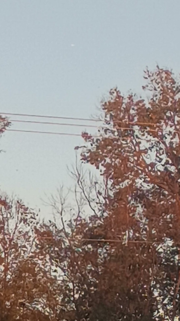 The full frame for context, showing the object's position in open sky above the treeline and the low sunlight on the trunks. The power lines crossing the frame are foreground.