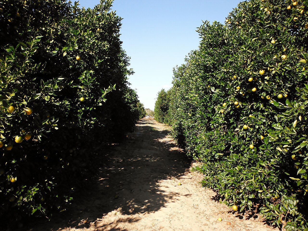 A Florida orange grove in Polk County, the citrus country around Medulla south of Lakeland where the 1968 glass-globe occupant case was reported. No photograph of the object exists.