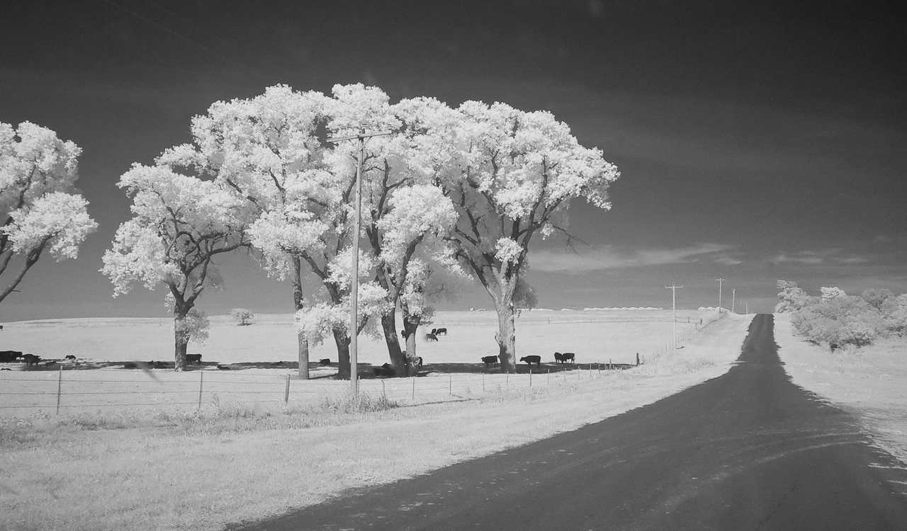No photograph of the 2006 farm-pond sighting exists. This is rural Oklahoma farmland with cattle near Eakly, the kind of setting reported.
