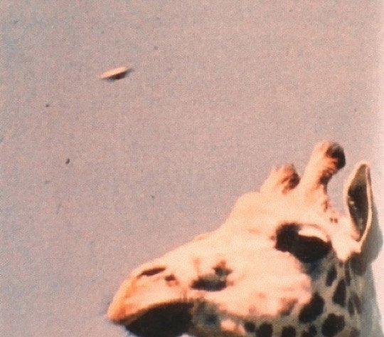 The Plymouth Zoo Giraffe Photo