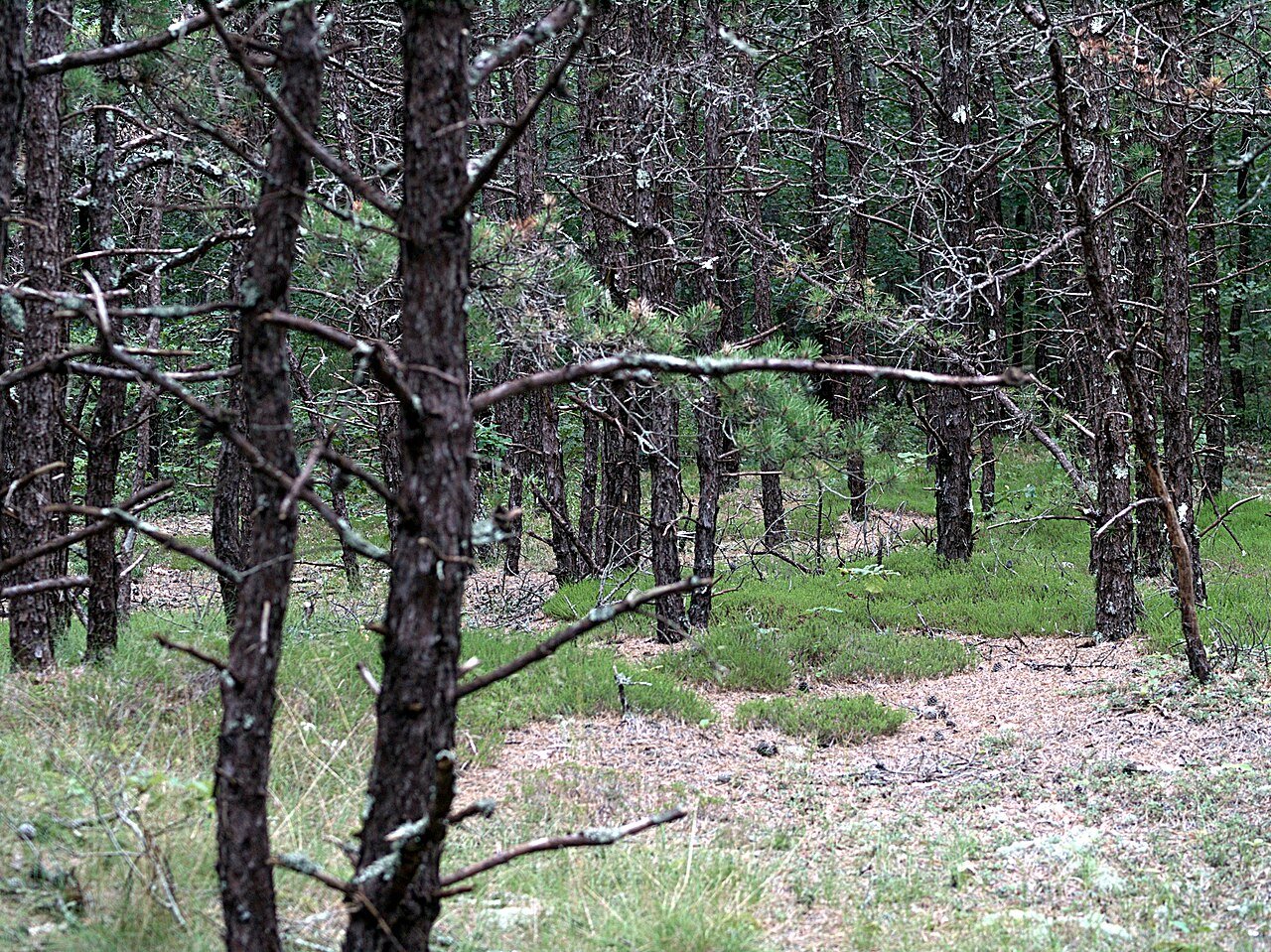 Pitch-pine woodland of the kind found in coastal Essex County, Massachusetts, where investigators documented trees stripped in a diamond pattern after the 1968 report. No photograph of the object exists.