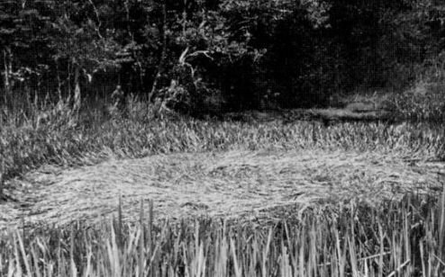 Black and white photograph of the original 1966 Tully "saucer nest": the roughly 30 foot circular mass of uprooted, clockwise swirled swamp reeds floating on Horseshoe Lagoon, found at the spot from which George Pedley reported the object rising. This is a real period photograph of the physical trace, not a recreation or model.
