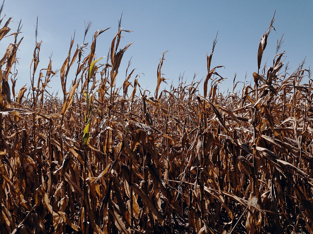 A rural Iowa cornfield in Page County, the kind of farmland where the 1966 object reportedly came down beside a farm family home, leaving undercarriage imprints. No photograph of the object exists.